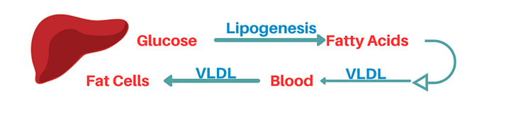 fat storing lipogenesis