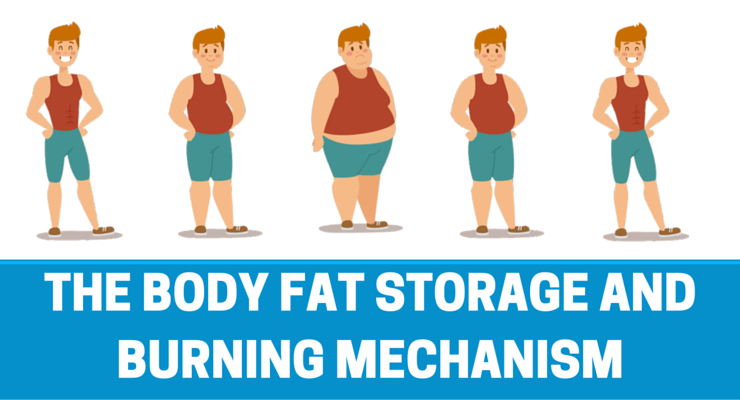 fat storing mechanism